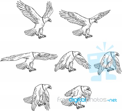 Bald Eagle Flying Drawing Collection Set Stock Image