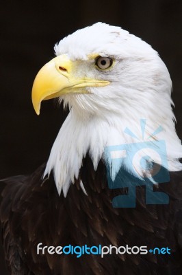 Bald Eagle Close Up Of Head And Eyes Stock Photo