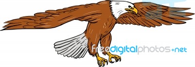 Bald Eagle Swooping Drawing Stock Image