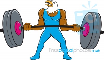 Bald Eagle Weightlifter Lifting Barbell Cartoon Stock Image