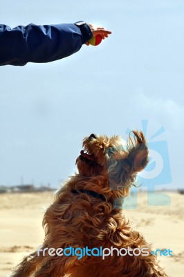 Ball Catching Stock Photo