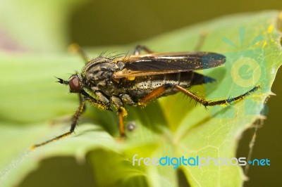 Balloon Fly (empis Tessellata) Stock Photo