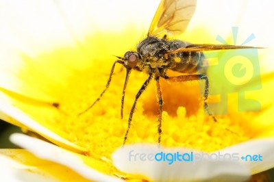 Balloon Fly (empis Tessellata) Stock Photo