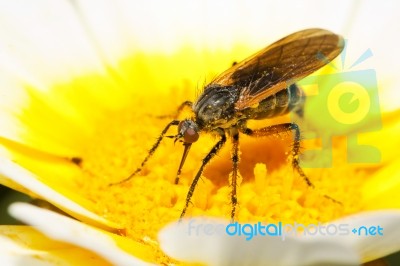 Balloon Fly (empis Tessellata) Stock Photo