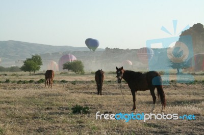 Balloons And Horses At Valley In Cappadocia Stock Photo