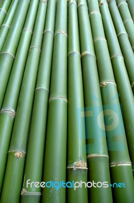 Bamboo Stock Photo