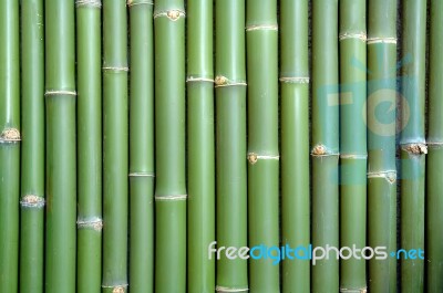 Bamboo Stock Photo