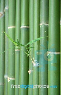 Bamboo Stock Photo