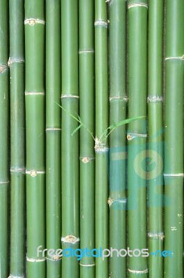 Bamboo Stock Photo