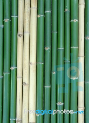 Bamboo Stock Photo