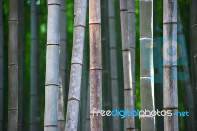 Bamboo Stock Photo