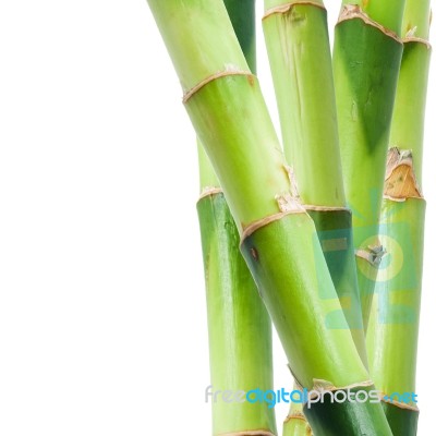 Bamboo Stock Photo