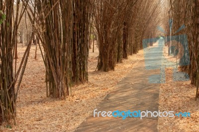 Bamboo Avenue Stock Photo