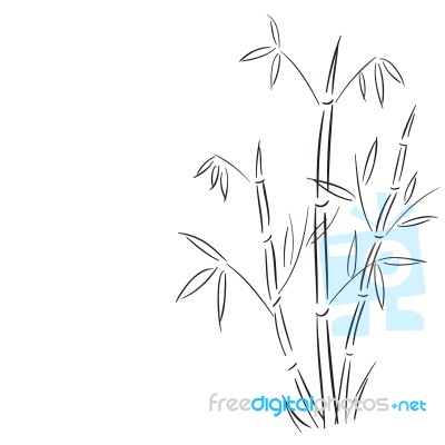 Bamboo Branches Hand Drawn  Illustration Stock Image