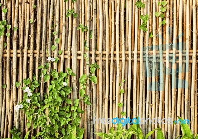 Bamboo Fence Stock Photo