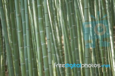 Bamboo Forest Stock Photo