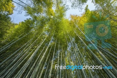 Bamboo Forest Stock Photo