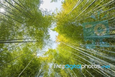 Bamboo Forest Stock Photo