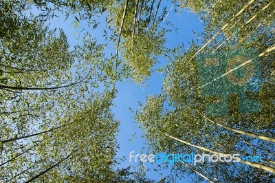 Bamboo Forest Stock Photo