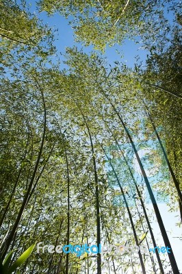 Bamboo Forest Stock Photo