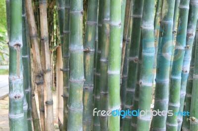 Bamboo Forest Stock Photo