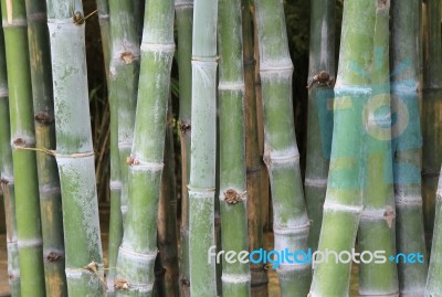 Bamboo Forest Stock Photo