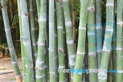 Bamboo Forest Stock Photo