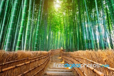 Bamboo Forest In Kyoto, Japan Stock Photo