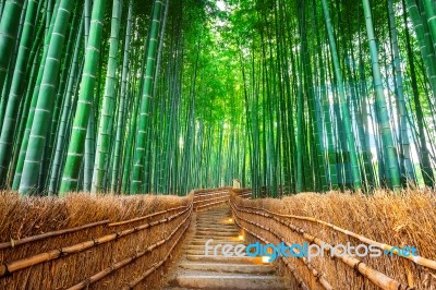 Bamboo Forest In Kyoto, Japan Stock Photo