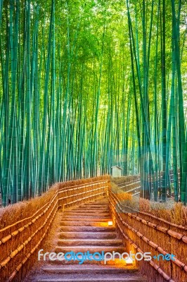 Bamboo Forest In Kyoto, Japan Stock Photo