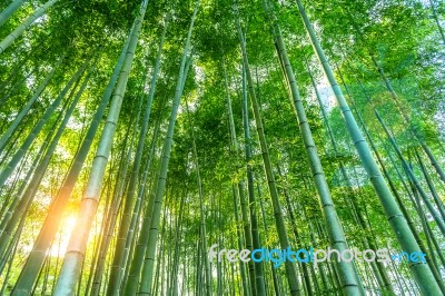 Bamboo Forest. Nature Background Stock Photo