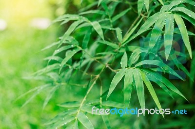 Bamboo In The Rainy Season Stock Photo