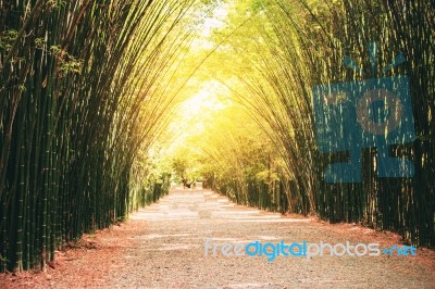 Bamboo Is A Row Of The Roadside Stock Photo