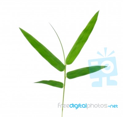 Bamboo Leaf Isolate On White Background Stock Photo