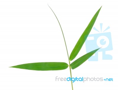 Bamboo Leaf Isolate On White Background Stock Photo