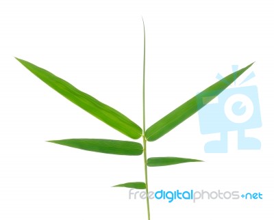 Bamboo Leaf Isolate On White Background Stock Photo