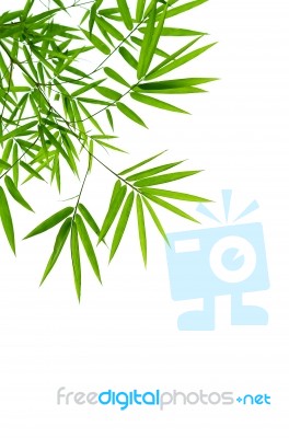 Bamboo Leaves Stock Photo