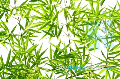 Bamboo Leaves Stock Photo