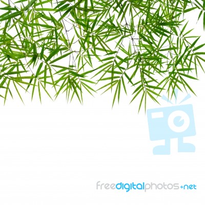 Bamboo Leaves Stock Photo