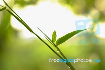 Bamboo Leaves Stock Photo