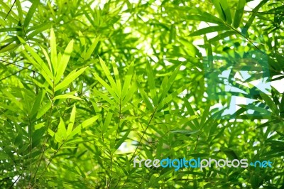 Bamboo Leaves Stock Photo