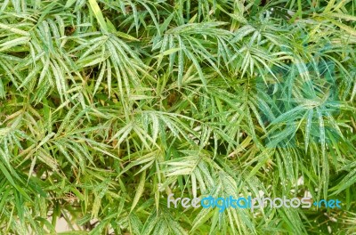 Bamboo Leaves Background Stock Photo