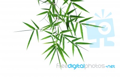 Bamboo Leaves Isolated On White Stock Photo