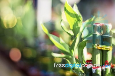 Bamboo Planted With Beliefs Stock Photo