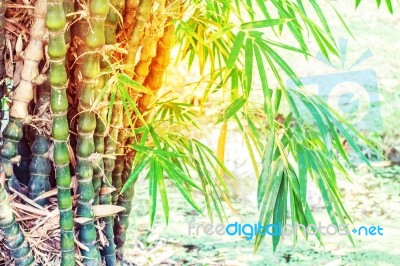 Bamboo Stems With Reflected Light Stock Photo