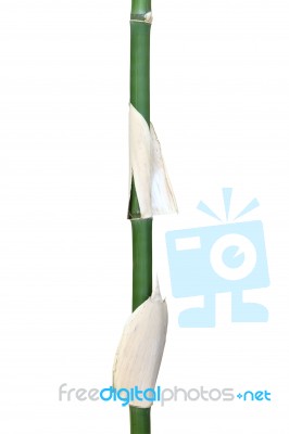 Bamboo Stick Stock Photo