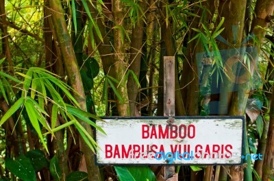 Bamboo Trees Stock Photo