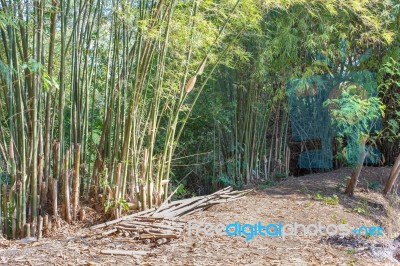 Bamboo Trees Stock Photo