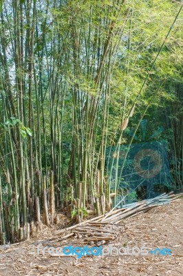 Bamboo Trees Stock Photo