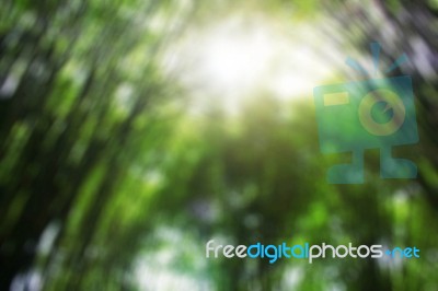 Bamboo With Blurred Images Stock Photo